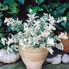 ΕΥΟΝΥΜΟ 