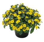 ΣΑΝΒΙΤΑΛΙΑ