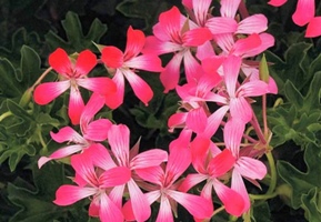 ΜΑΣΤΙΧΙΑ ΜΟΝΗ