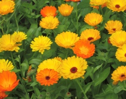 ΚΑΛΕΝΤΟΥΛΑ