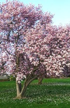 ΜΑΓΝΟΛΙΑ (Magnolia x soulangeana)