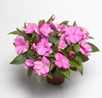 ΕΡΩΤΑΣ ΝΕΑΣ ΓΟΥΪΝΕΑΣ