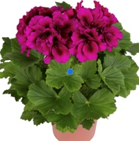 ΜΑΥΡΟΜΑΤΕΣ