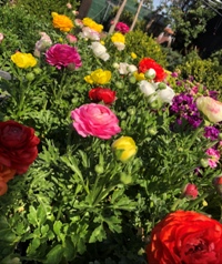 ΝΕΡΑΓΚΟΥΛΕΣ