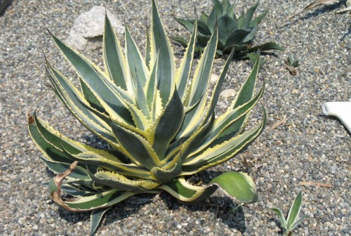 ΑΓΑΒΗ (Agave americana marginata)