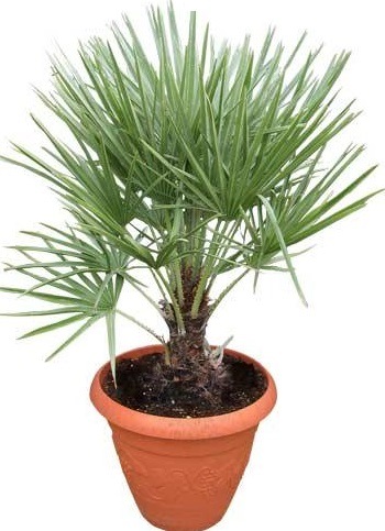 ΧΑΜΕΡΩΠΑΣ (Chamaerops humilis)