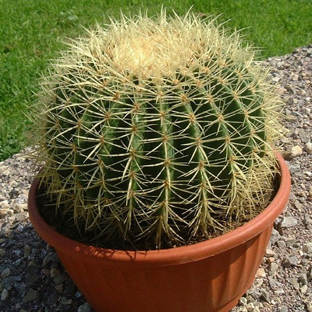 Echinocactus grusonii