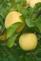 ΜΗΛΑ "GOLDEN DELICIOUS"