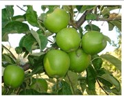 ΜΗΛΑ "GRANNY SMITH"