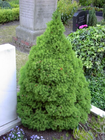 PICEA GLAUCA CONICA