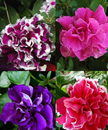 ΠΕΤΟΥΝΙΕΣ ΔΙΠΛΕΣ