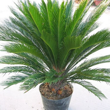 ΤΣΙΚΑΣ (Cycas revoluta)