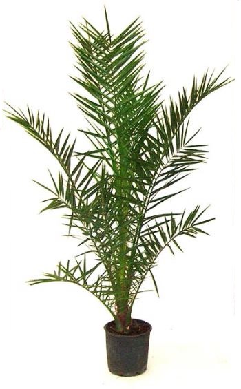 ΦΟΙΝΙΚΑΣ (Phoenix canariensis)