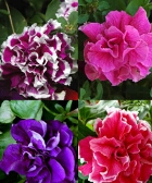 ΠΕΤΟΥΝΙΕΣ ΔΙΠΛΕΣ