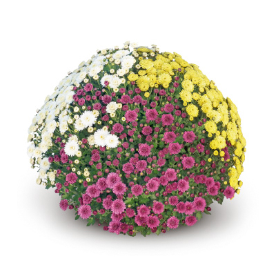 ΧΡΥΣΑΝΘΕΜΑ MIX